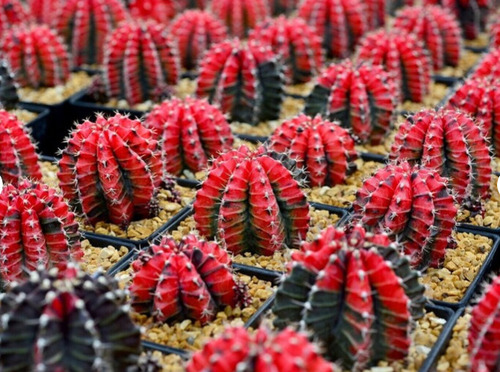 20 Semillas De Cactus Red
