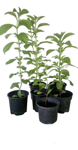 Stevia, Planta