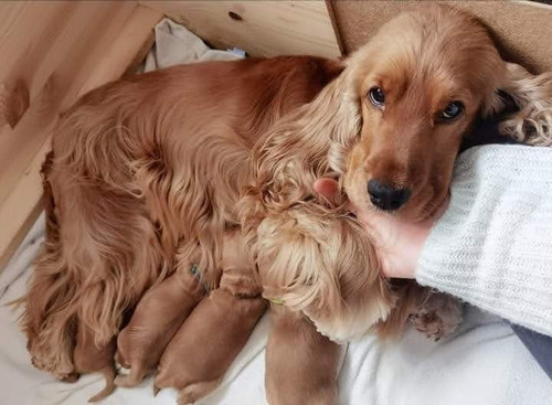 Imagen 5 de 10 de Cachorros Cocker Spaniel English