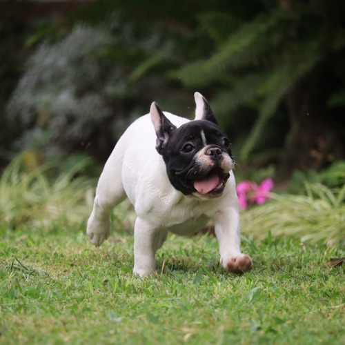 Cachorros Bulldog Francés Linaje Pedigree Dorado