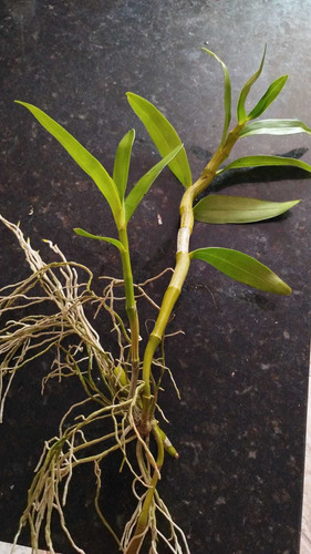 Orquídea Dendrobium - Tipo 3 - Kit Com 2 Keikis (mudas)