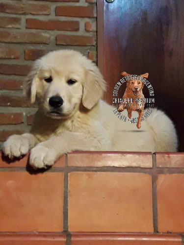 Cachorras Golden Retriever 100% Premium, Preciosas