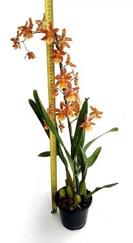 Orquídea Oncidium (odontocidium) Catatante Planta Adulta