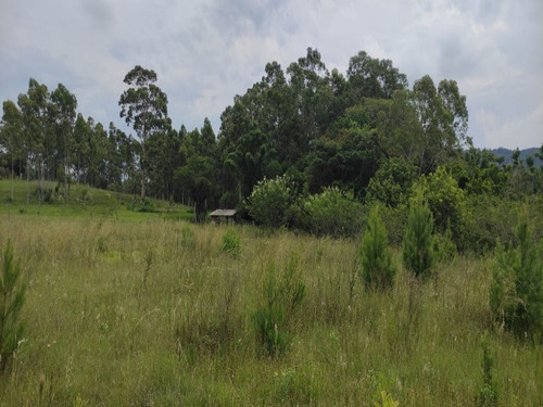 Chácara 20.000 M² - Passo Do Pinto - Gravataí - Rs - 2501 - 69235962
