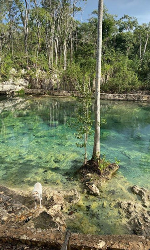 Lote En Venta Con Cenote Natural En Area Comun En Tulum (1373)