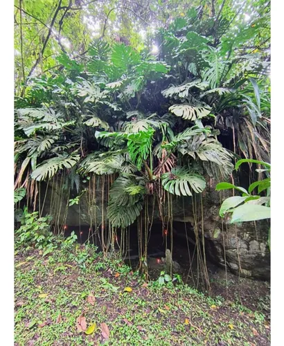 Finca En Venta En La Vega. Cod V7537