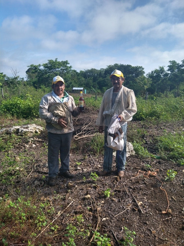 Imagen 3 de 6 de Miel Pura De Abeja Cubeta De 25 Kilos (desde Campeche)