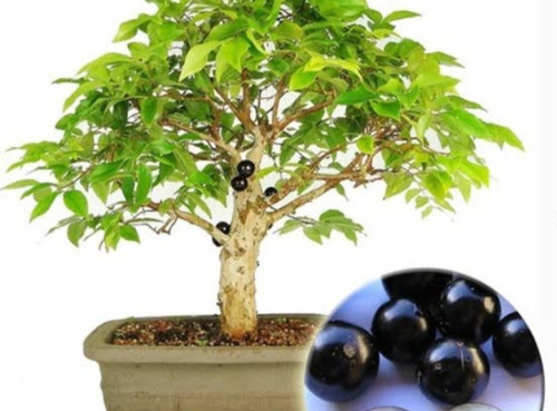 Bonsai Jabuticaba 6 Anos Prox A Floração, Acompanha Brinde