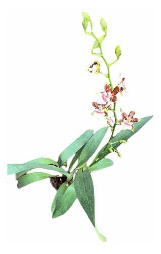 Orquidea Oncidium