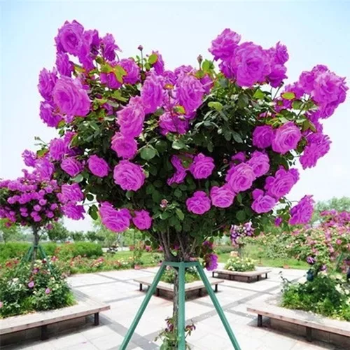 10 Semillas De Rosas Trepadora Lila Cultivo Jardin Siembra | MercadoLibre