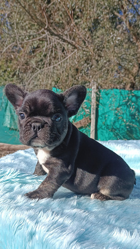 Bulldog Francés Macho Black Trindle Black Trindle