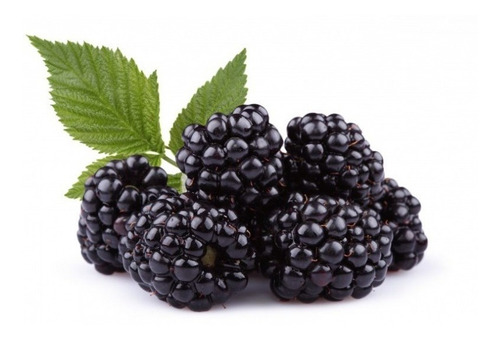 Imagen 1 de 1 de Planta Zarzamora Blackberry Fruta Exótica