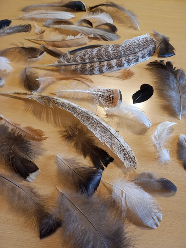 50 Plumas Naturales De Diversas Aves Gallo, Ganso, Pavo Ect Marrón