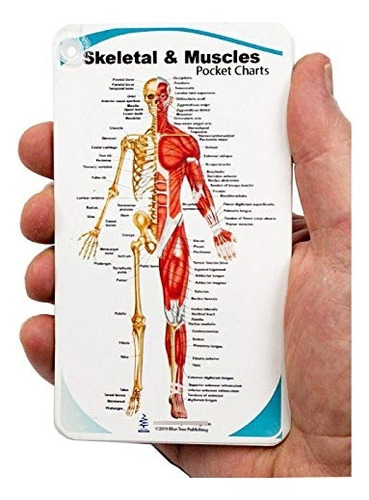 Grafico Bolsillo Anatomia Esqueletica Musculo