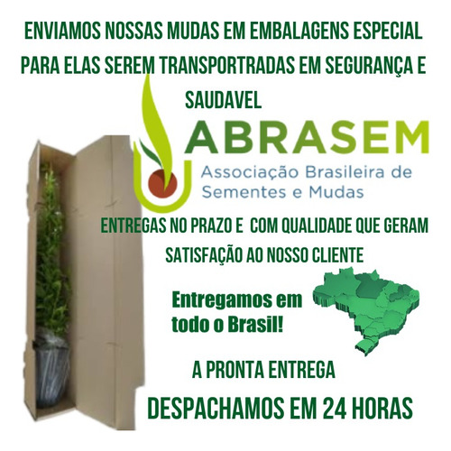 1 Muda Jaca Dura Precoce De Vaso Alporquia ,pronta Entrega