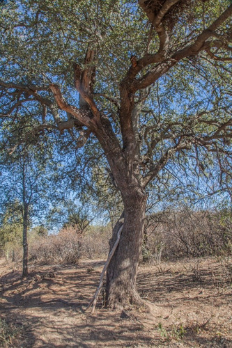 Imagen 15 de 18 de Venta De Campos En Córdoba Chancaní Campo Ganadero