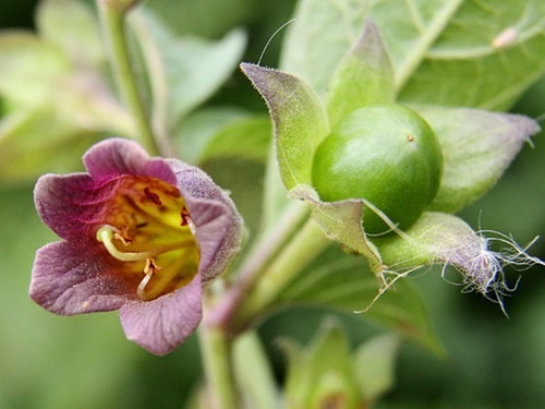 Flor Beladona Atropa Belladonna Sementes P Muda Frete Rápido