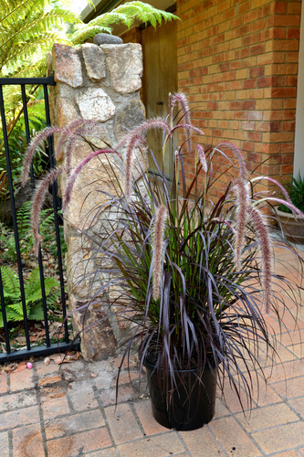 Plantas De Pennisetum Rubra Grandes - Paisajismo