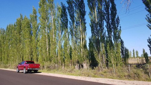 Imagen 2 de 28 de Vendo/permuto Finca Apto Todo Destino (viña, Cultivos Grales Y Ademas Cannabis Medicinal) O Loteo Club De Campo -alto Del Algarrobal-san Rafael -mendoza Sobre Rn 146 Km 376.1