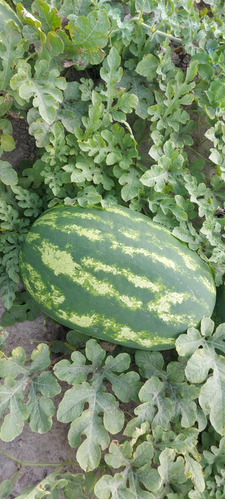 Siembra De Patilla, Asesoramiento Desde El Inicio.