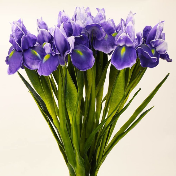 Planta Flor Iris Morada | MercadoLibre ?