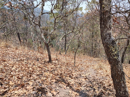 Terreno En Venta De Uso Rústico En Tapalpa
