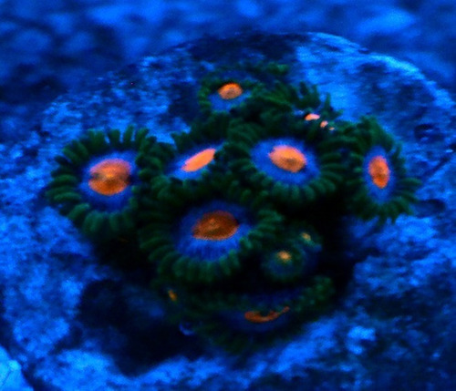 Zoanthus Frostbite 3 Pólipos