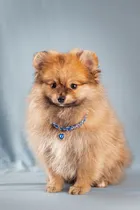 Comprar Lulu De La Pomerania Con Pedigrí