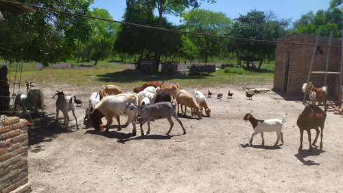 Campo Con Mejoras, Electricidad Y Título - Mariano Boedo- Formosa