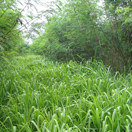 Semilla De Pasto Forrajero Var. Maxci (200 Gr)
