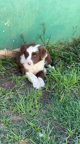 Cachorros Border Collie