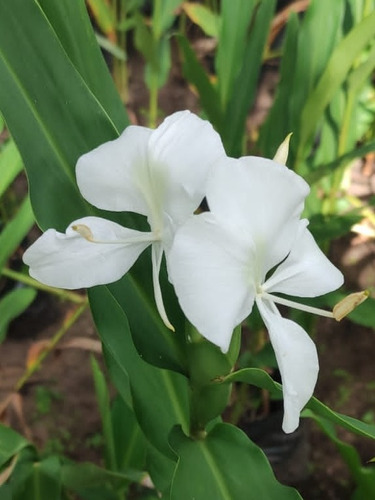 Bulbos Flor De Mariposa ( Hedychium Coronarium ) | Envío gratis