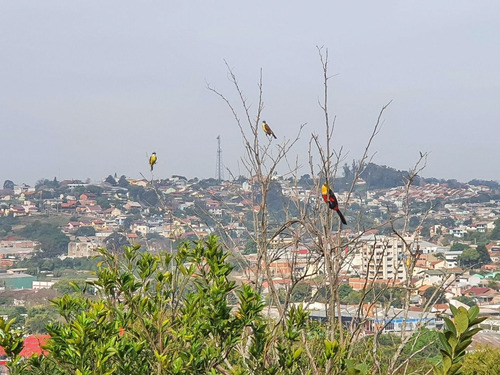 Imagem 8 de 15 de Casa Com 3 Dormitórios À Venda, 208 M² Por R$ 400.000,00 - Operário - Novo Hamburgo/rs - Ca3964