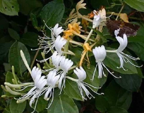 Planta De Madreselva ( Lonicera Japonica )medic-ornam-aromát