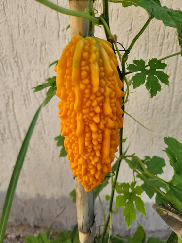 Melon Amargo (momordica Charantia) 5 Semillas