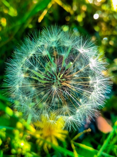 Semillas De Diente De León (taraxacum Officinale)