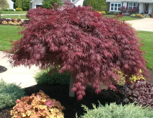 Acer Palmatum, Acer Inaba Shidare, Acer Colección 10lts