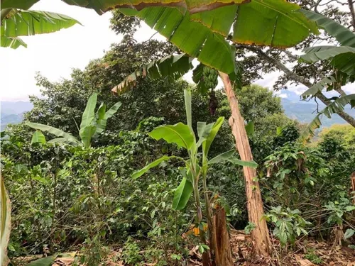 Finca Cafetera En Venta En Andes - Antioquia
