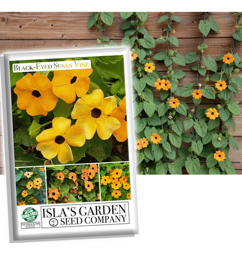 Black Eyed Susan - Semillas De Flores Para Plantar, Mas De 2