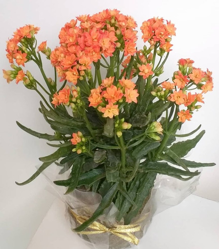 Kokedama Flores Kalanchoe Regalo Suculenta Jardin Redondo