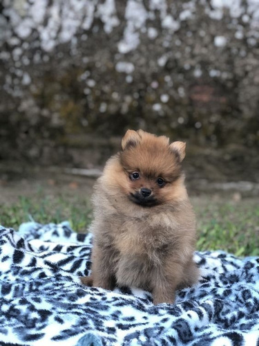 Cachorros Pomerania Mini Perros En Venta Tunja 