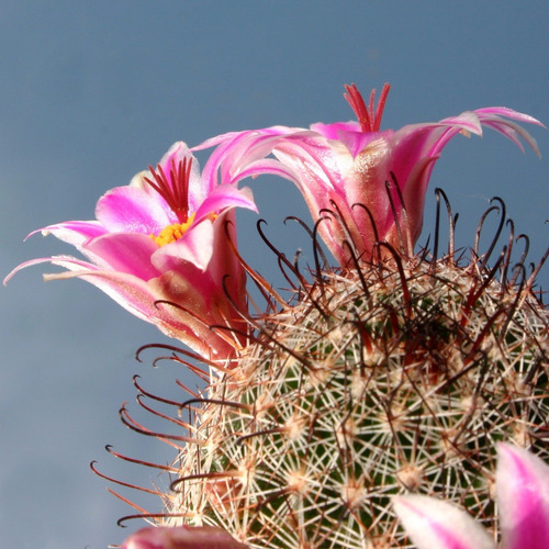 Semillas De Cactus Mammillaria Sheldonii