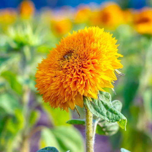 Semillas De Girasol Sungold