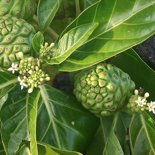 Noni Chá, Erva Seca Para Chá