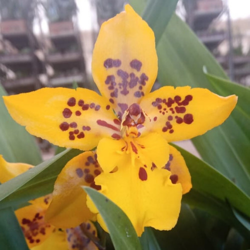 Orquídea Wilsonara Amarela Adulta | MercadoLivre