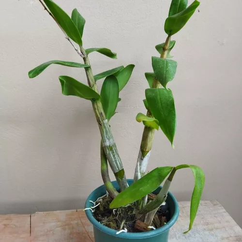 Orquídea Dendrobium Gatton Sunray (muda Adulta Sem Flor)