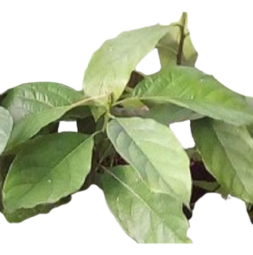 Árbol De Palta De Semilla Vivero Orgánico Cielo Verde