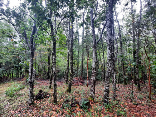 Los Jardines De Caburgua, Sector Riffo, Pucon