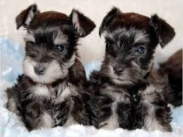 Schnauzer Miniatura Entrega Inmediata Tenemos Machos/hembras