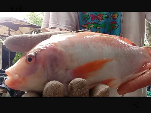 Tilapia Roja X1 Alevin